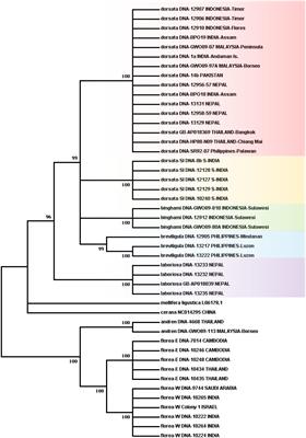 Phylogeography of the giant honey bees based on mitochondrial gene sequences